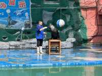 타조와 아이컨택이 인상적이었던 곳, 연화동물원(煙合動物園)