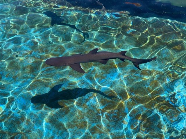 Hawaii's must-visit park attraction - Sea Life Park.