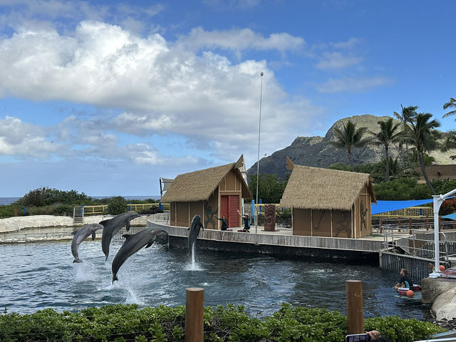 Hawaii's must-visit park attraction - Sea Life Park.