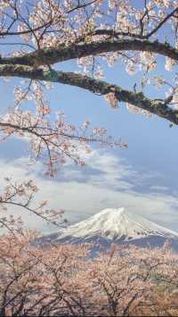 March, go to Japan to enjoy cherry blossoms.