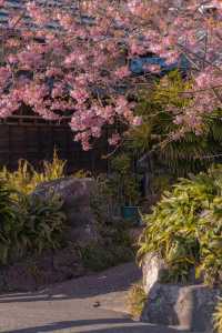 Shizuoka Kawazu Cherry Blossom Viewing 🌸