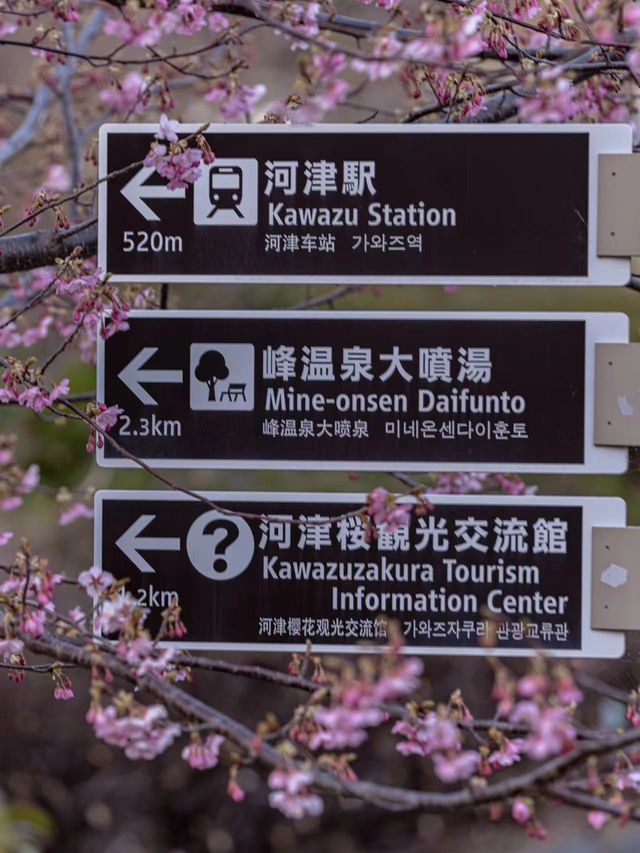 Enjoy the cherry blossoms 🌸 in Kawazu River.