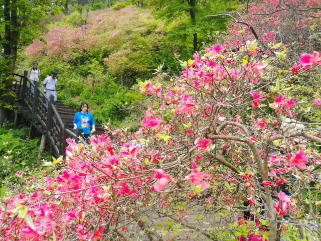 In Ma'cheng, Hubei, the 100,000 mu azalea forest on Guifeng Mountain is in full bloom, and its vast area is unparalleled in China.