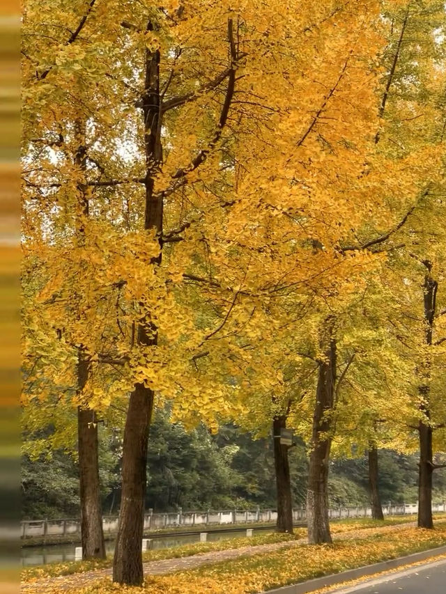 在成都快來超出片公園