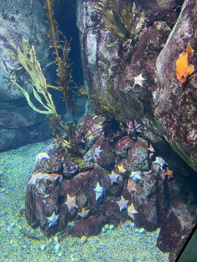 洛杉磯II 深海小精靈