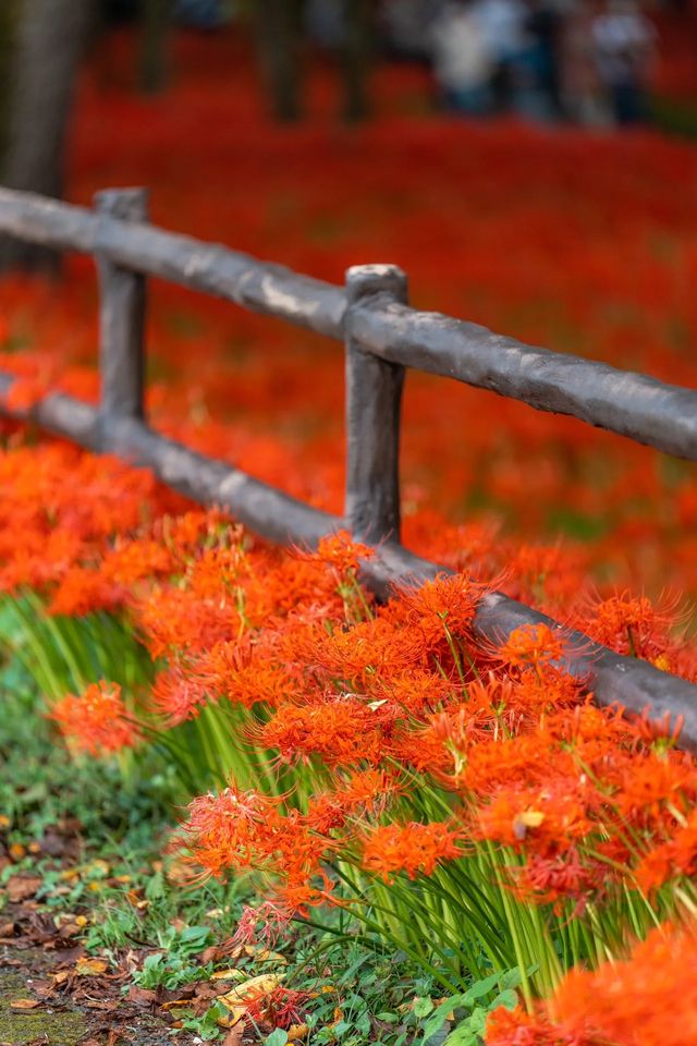 東京旅行日歸:巾著田曼珠沙華