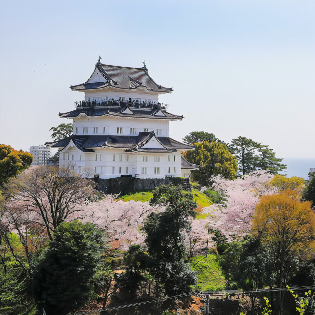 Find Serenity at Odawara Castle 🍵