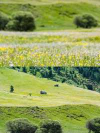 冰川與花海，這才是川西之夏封神的地方