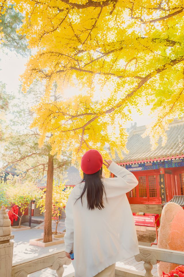 周末快衝！北京秋天的紅螺寺銀杏太美了！