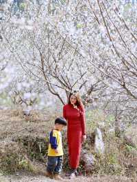 從化雞枕山的梅花盛花期快結束啦