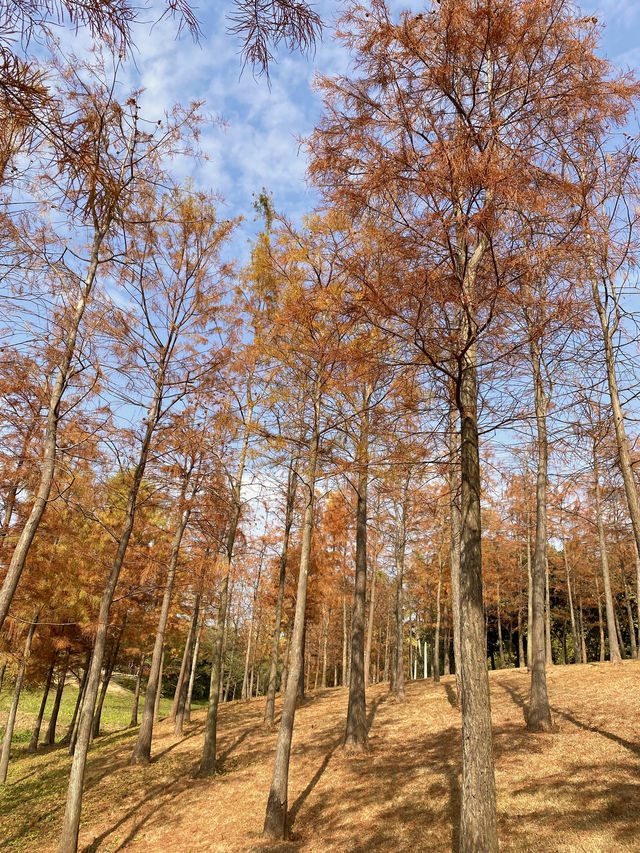 比油畫還美深圳醉美落羽紅杉