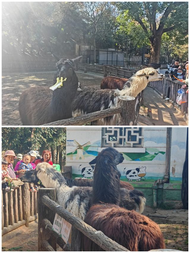 昆明動物園 | 這20塊花的超值