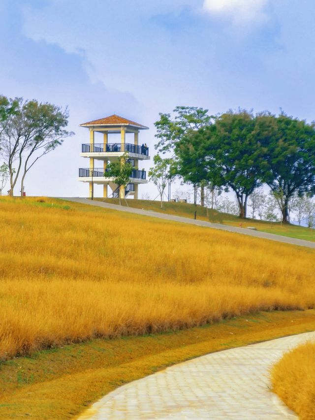 一次打卡4個公園，深圳這裡徒步太快樂了