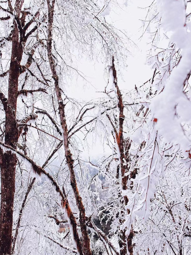 真是太震撼了！在四川也可以看到絕美的冰雪日出了！