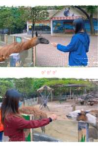 週末來看廣州動物園 “黑白飯團”大熊貓剛好