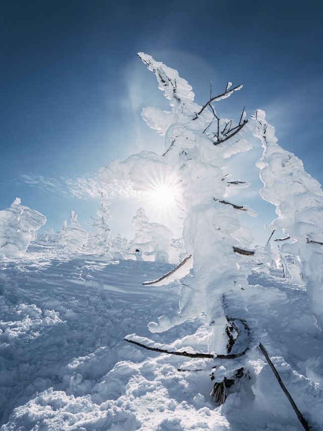 日本>山形藏王冰樹，滑雪攻略