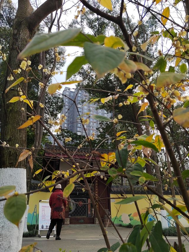 成都發現溜娃賞蠟梅寶藏公園～塔子山公園