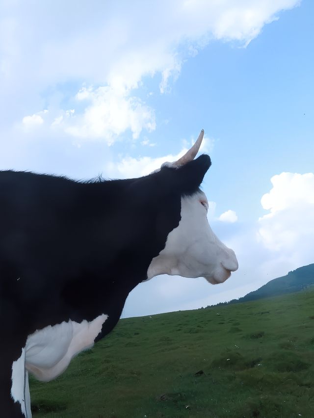 在蘆芽山，感受大自然的溫柔擁抱