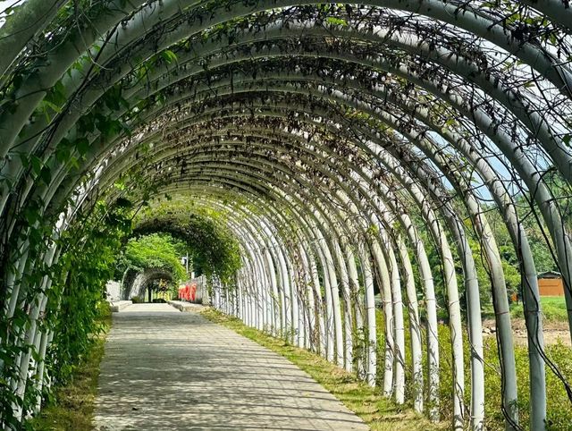 熱帶植物園裡的見血封喉