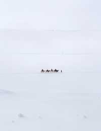 下雪的鳴沙山太美辣敦煌鳴沙山月牙泉攻略來啦