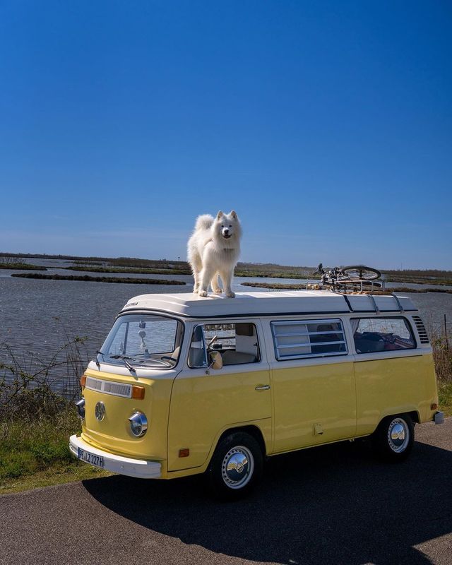 Felix & Daisy Explore the Perfect Easter Weekend Getaway! 🚐🏖️"