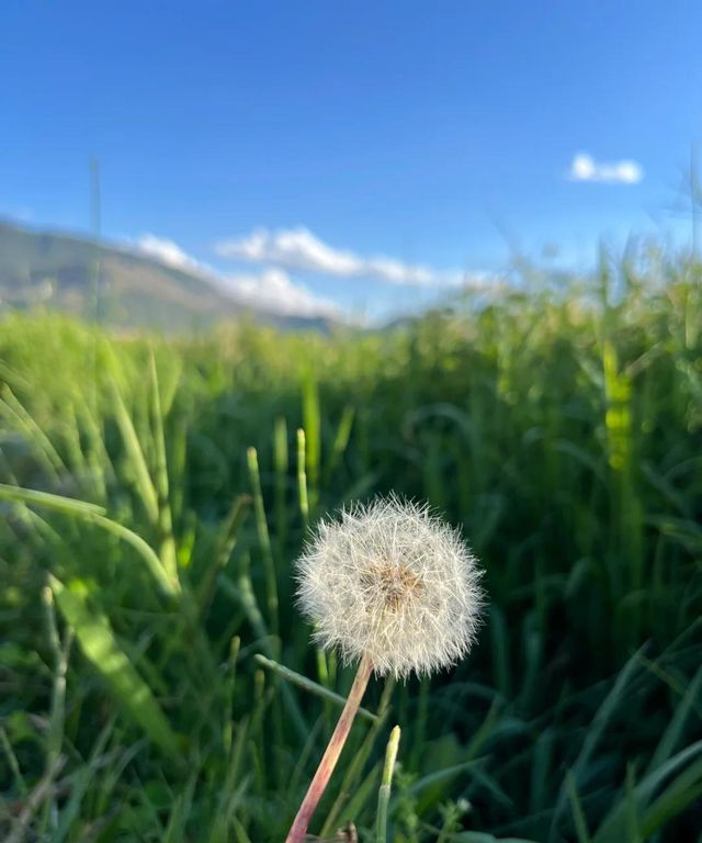 雲南旅遊｜大海草山