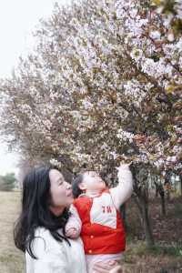 春天的浪漫花佔一半；快去拍紫葉李花開正盛