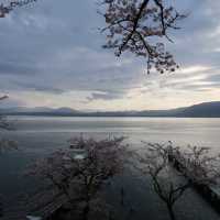 海津大崎の桜　滋賀県