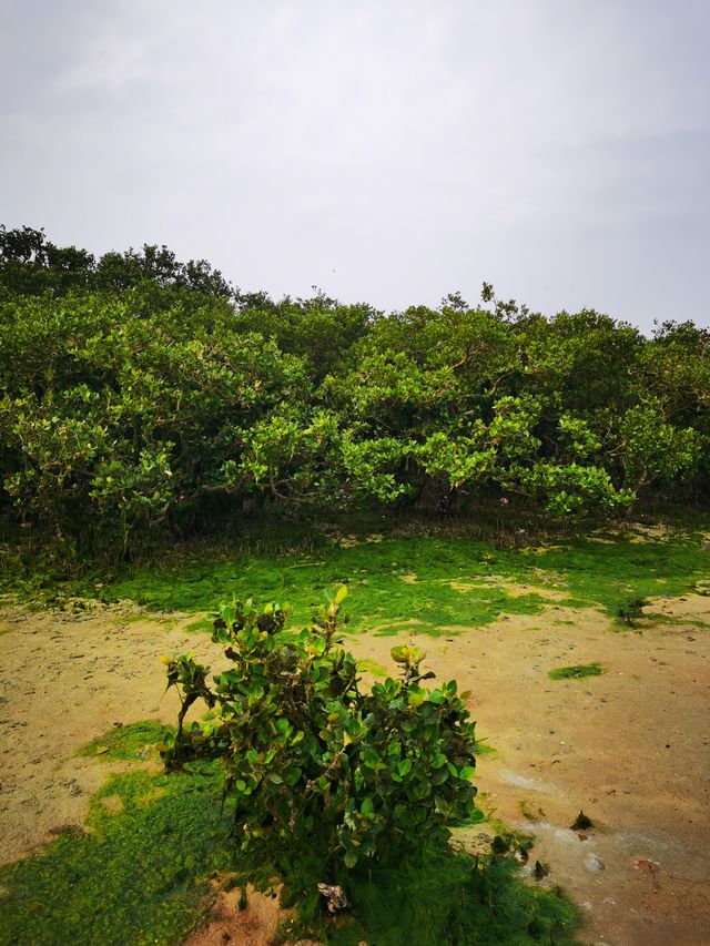 遊北海金海灣紅樹林，體驗北海疍家文化