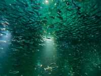 海昌海洋公園 | 感受海底三千里的治癒藍