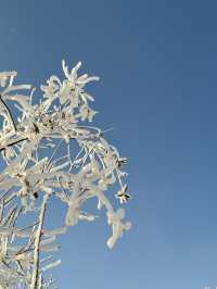 西嶺雪山終於下雪啦！！雪季如期而至！