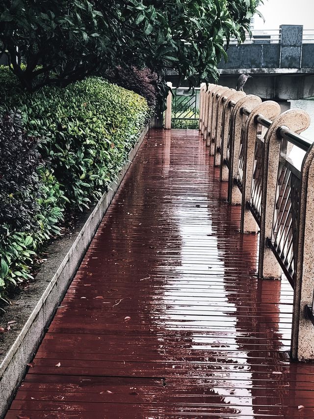 晴天適合見面，雨天適合想念——大寧公園