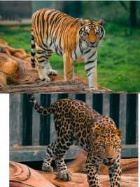 徐州九頂山野生動物園親子遊全攻略