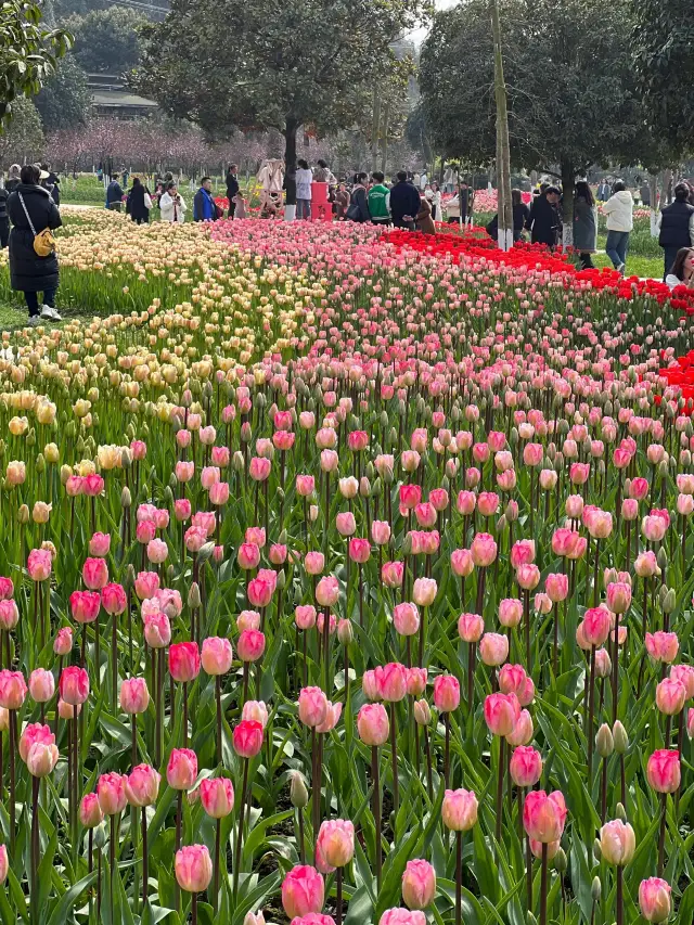 Come to Chongqing and enjoy the flower viewing