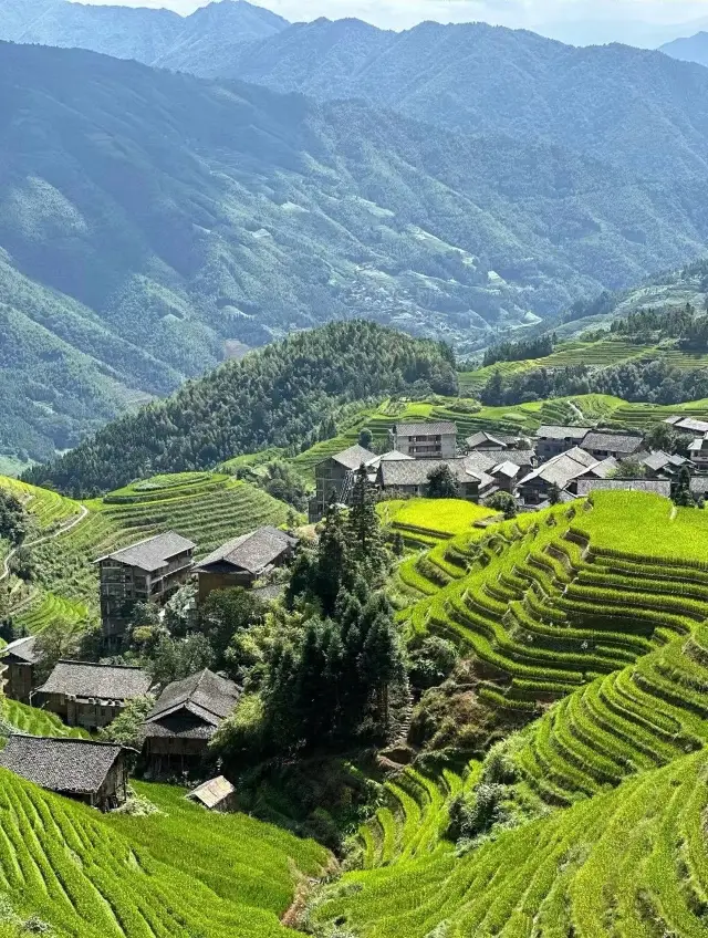 Global Autumn Chasing - Longji Terraced Fields Scenery Pit Avoidance Guide!