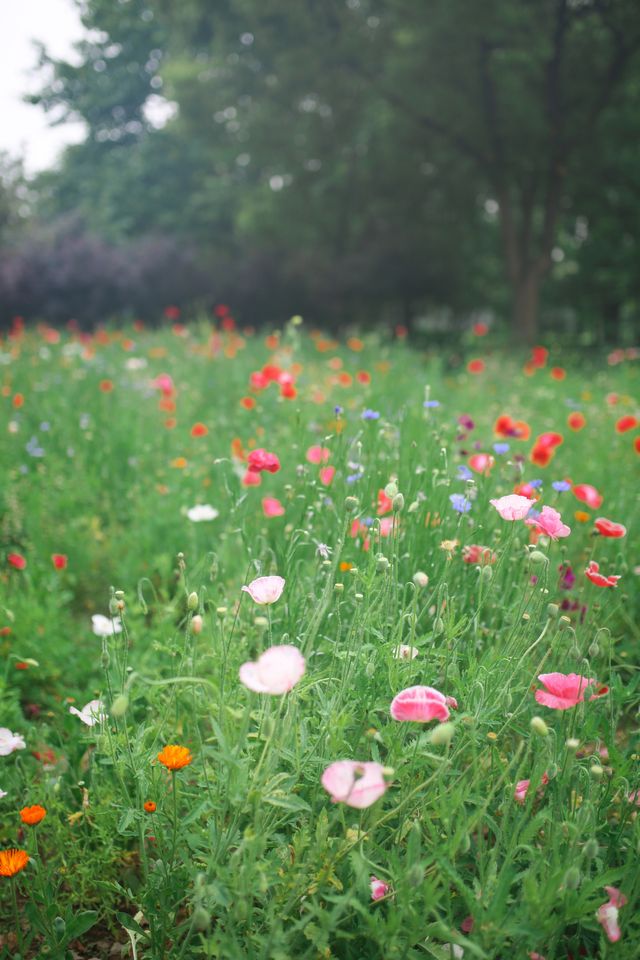 上海周末|世紀公園初夏花海打卡攻略！