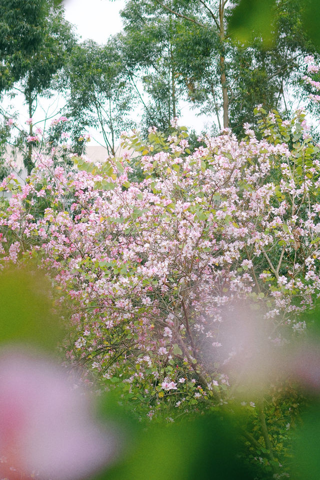 春遊記｜花開實況！大學城賞花踏青遛娃露營