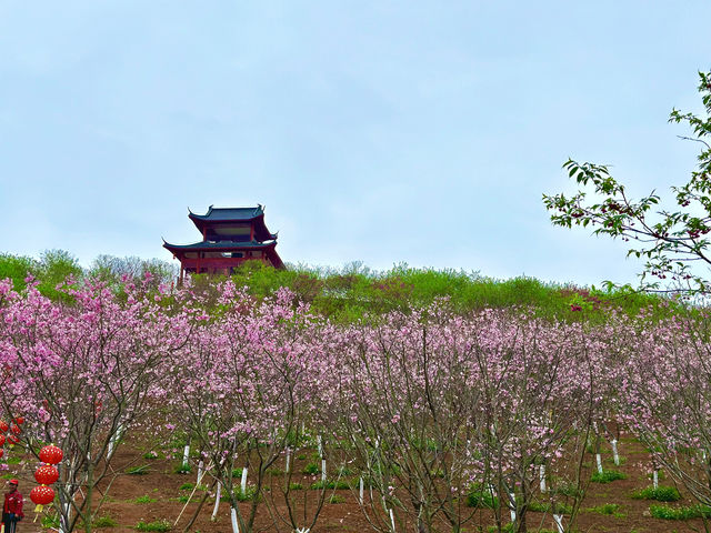 櫻花開在春天裡，免費賞櫻打卡地