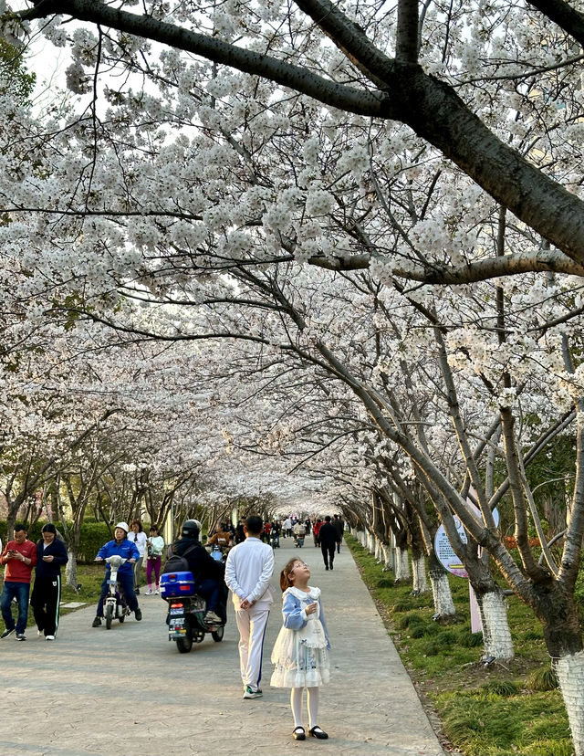 櫻花如雲高東鎮