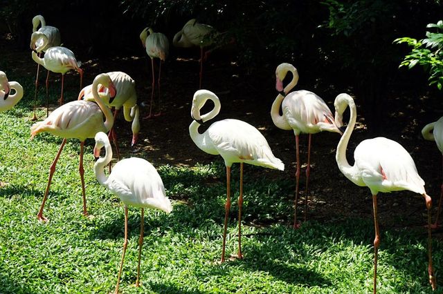 吉隆坡飛禽公園｜飛鳥的樂園，兒童的天堂