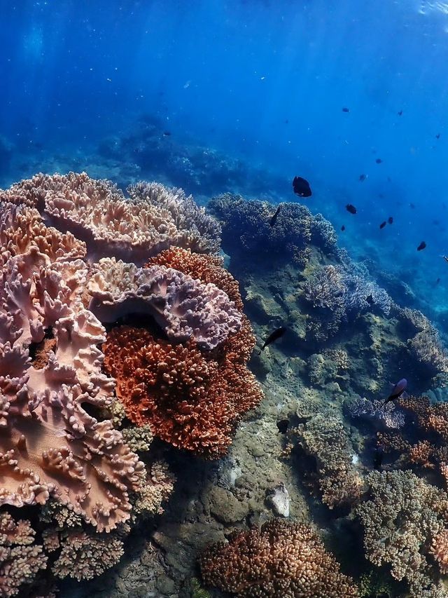 來陵水不潛水等於白來！探索分界洲島海底秘境