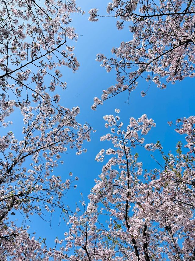 龍美最佳賞花~