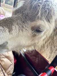 0元攜娃去杭州野生動物園！