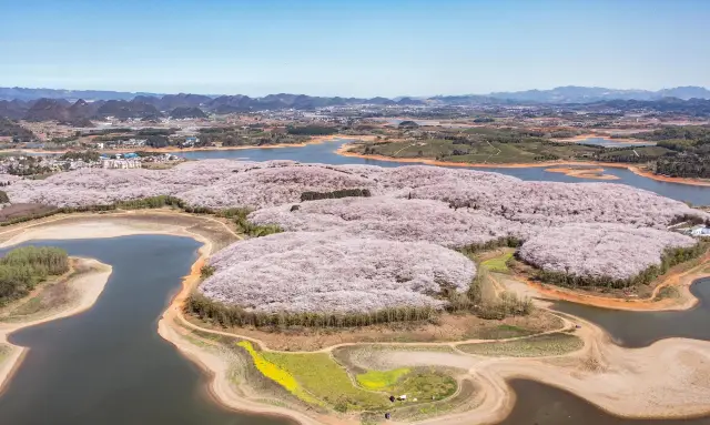 Visit the largest and most beautiful cherry blossom garden on Earth