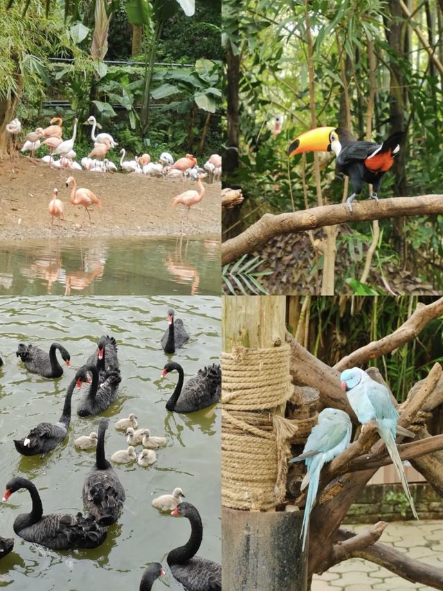 攻略！1日遊長隆野生動物園+熊貓酒店