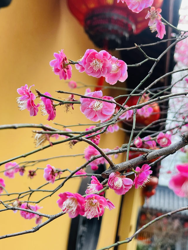 千年古寺，百年古梅火出圈