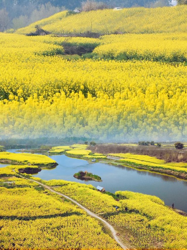 成都“小江南” | 邛崃兩河村千畝油菜花田