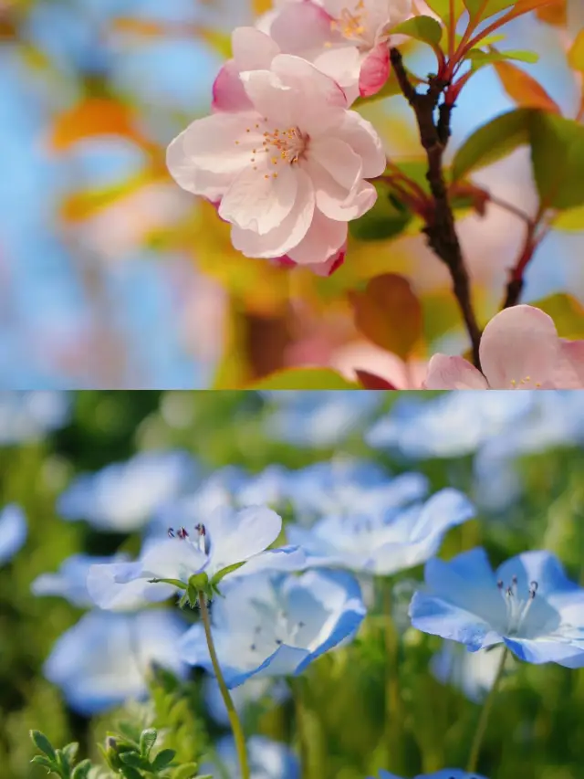 Floral Coast: Experience the beauty of the seaside flower eco-park