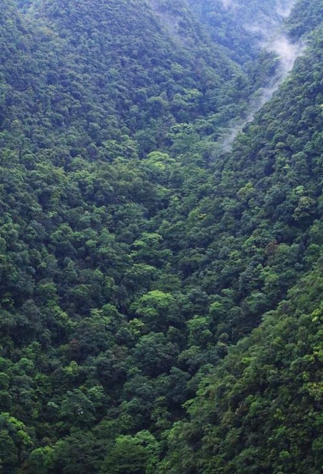 達西貝國家森林保護區——探秘全地球最神秘的島嶼森林！