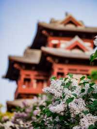 Expo Garden | Peonies in full bloom, no less splendid than those in Luoyang.